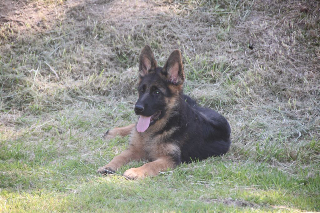 des cascades de lusy - Chiot disponible  - Berger Allemand