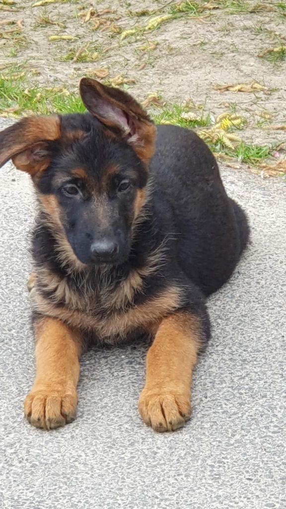 des cascades de lusy - Chiots disponibles - Berger Allemand