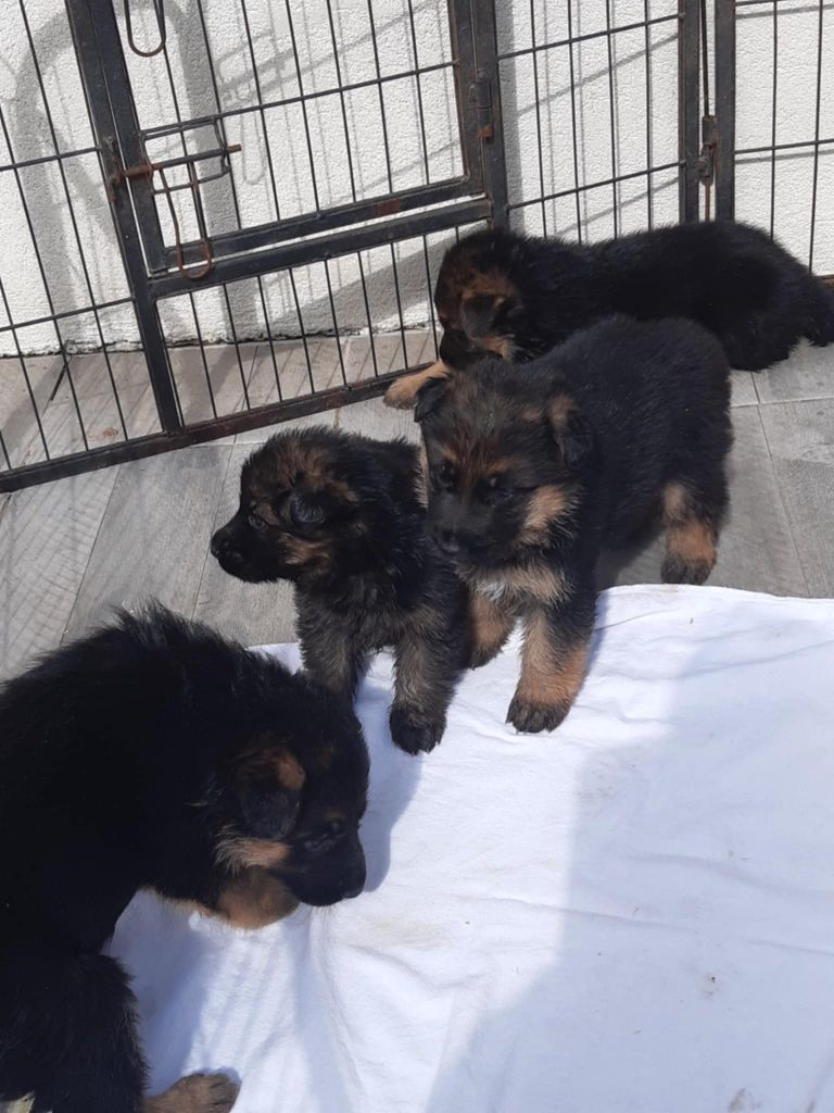 des cascades de lusy - Chiots disponibles - Berger Allemand