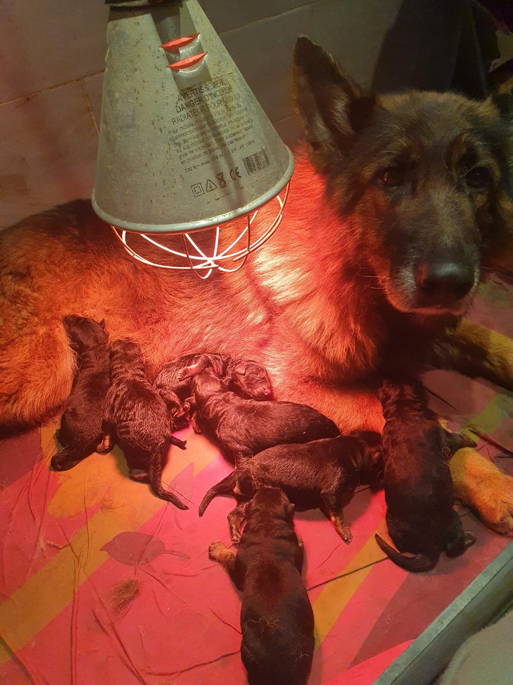 des cascades de lusy - Chiots disponibles - Berger Allemand