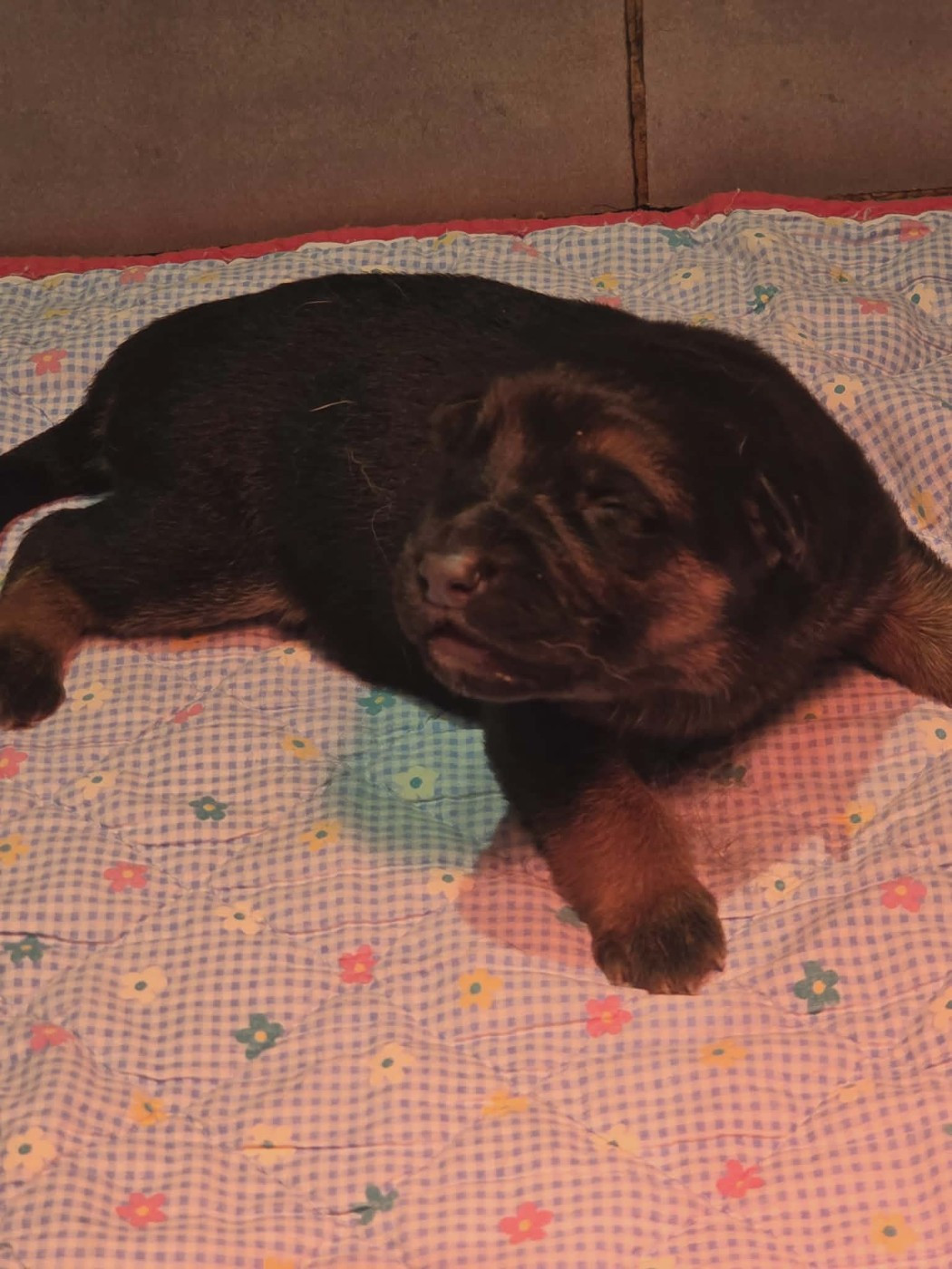 des cascades de lusy - Chiots disponibles - Berger Allemand