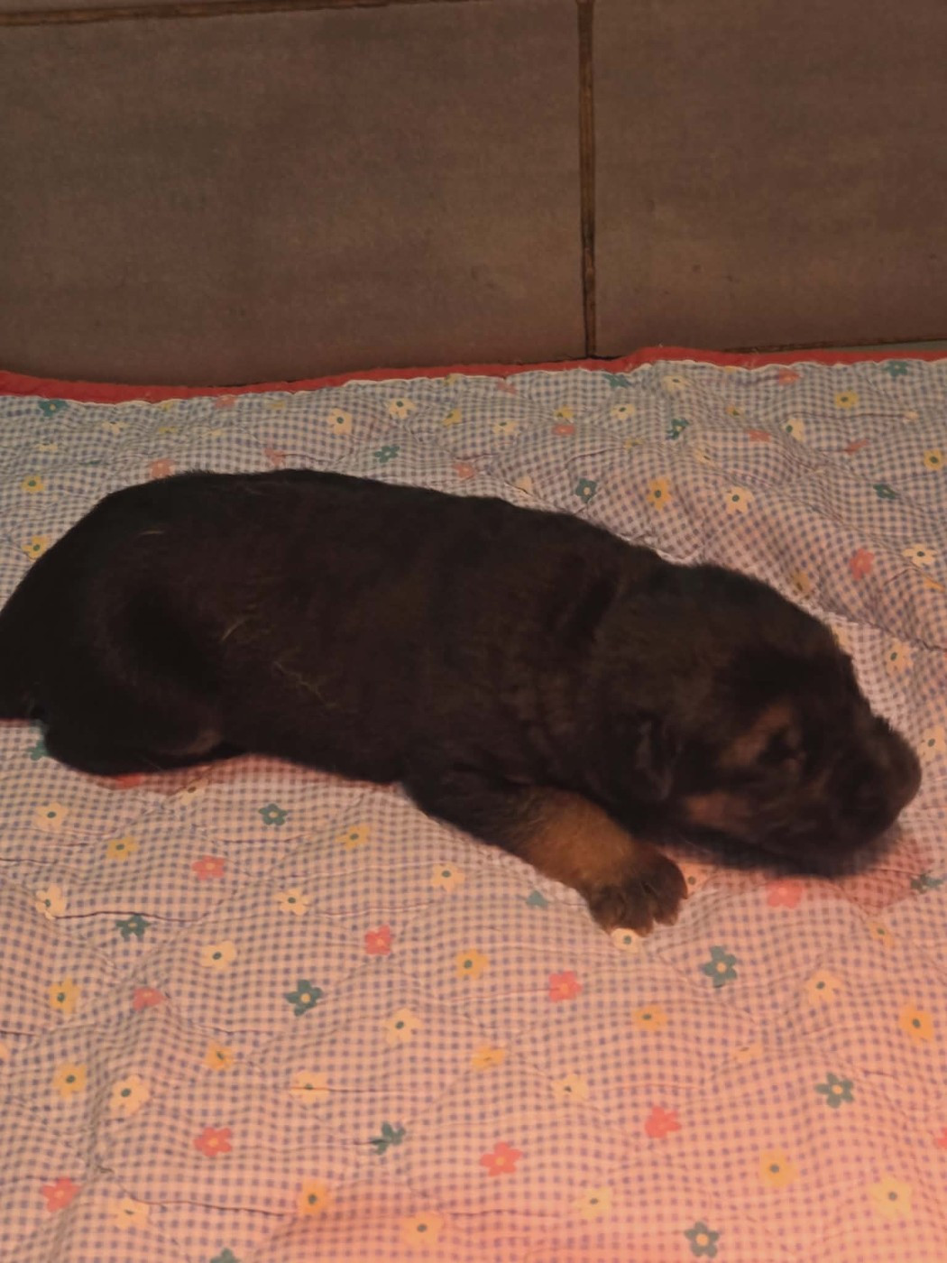 des cascades de lusy - Chiots disponibles - Berger Allemand