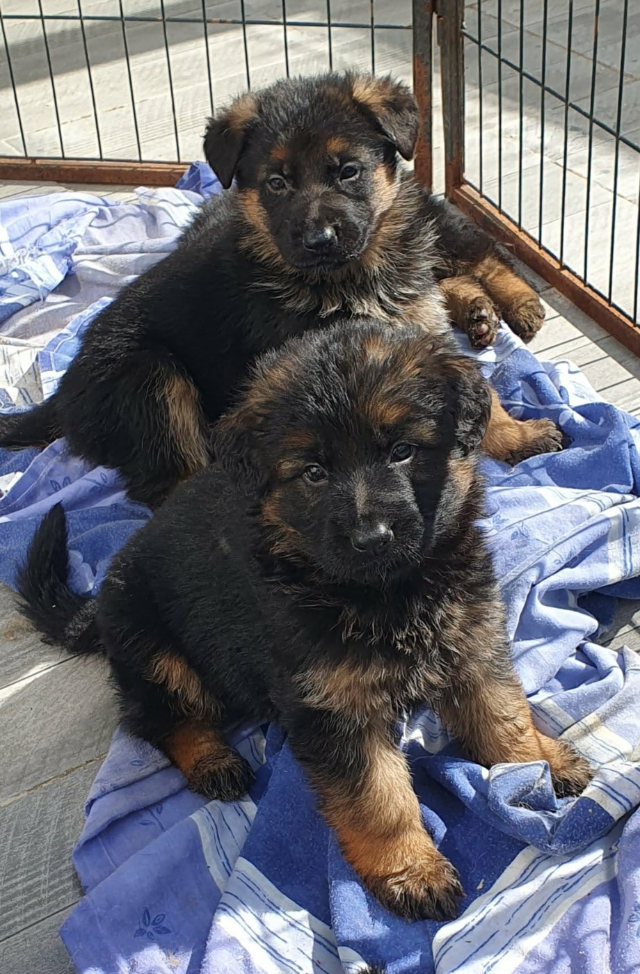 des cascades de lusy - Chiots disponibles - Berger Allemand