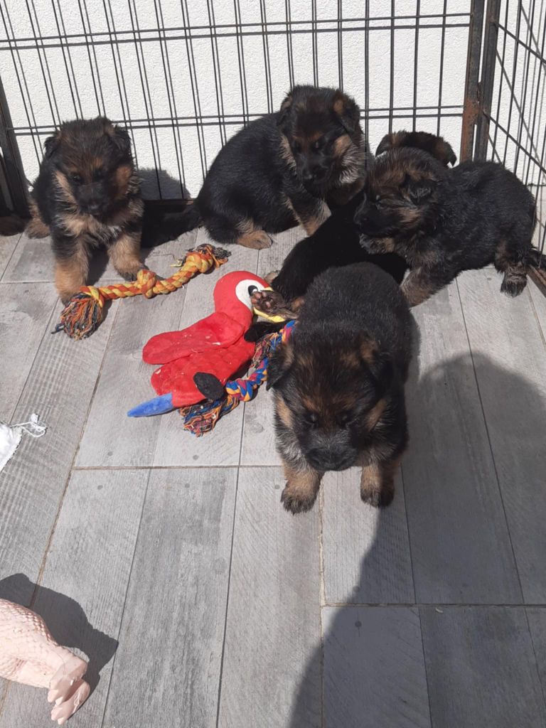des cascades de lusy - Chiots disponibles - Berger Allemand