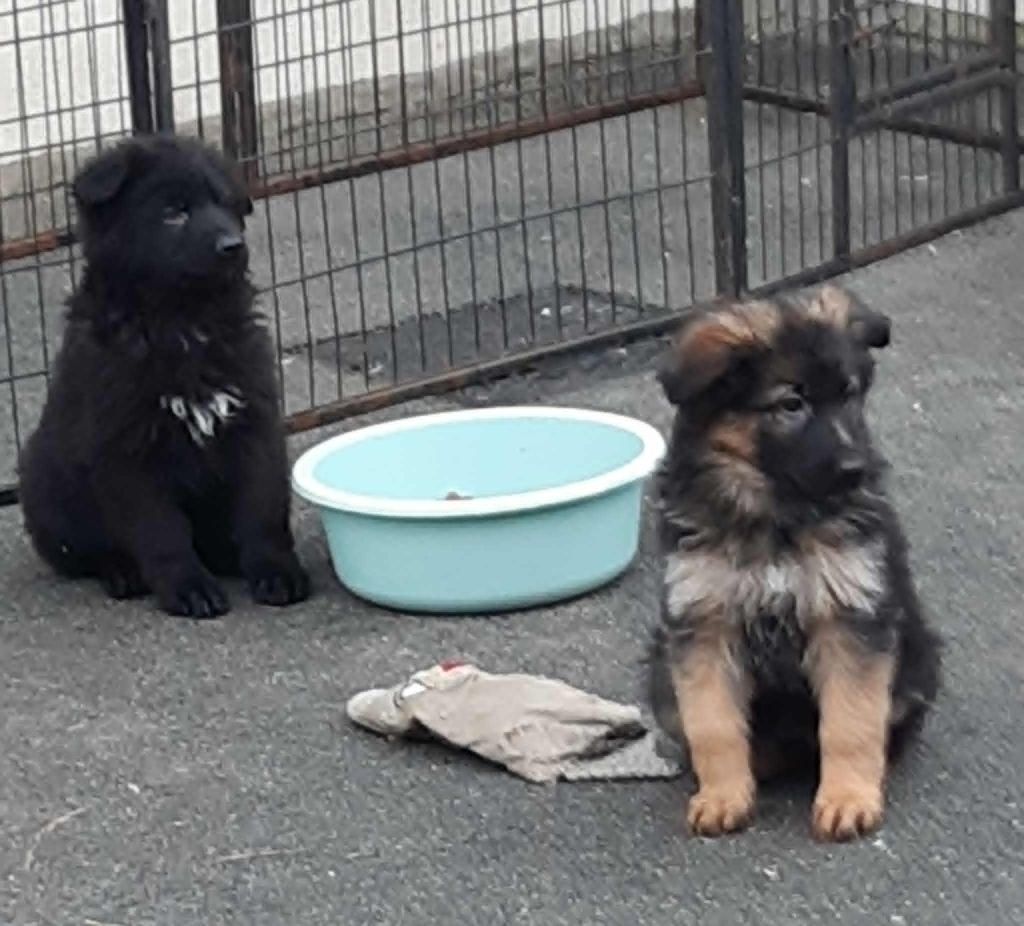 des cascades de lusy - Chiots disponibles - Berger Allemand Poil Long