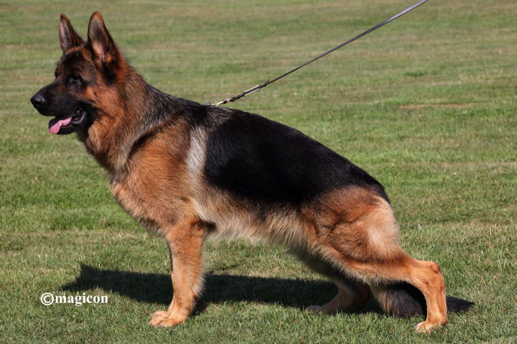 Chiot Berger Allemand des cascades de lusy