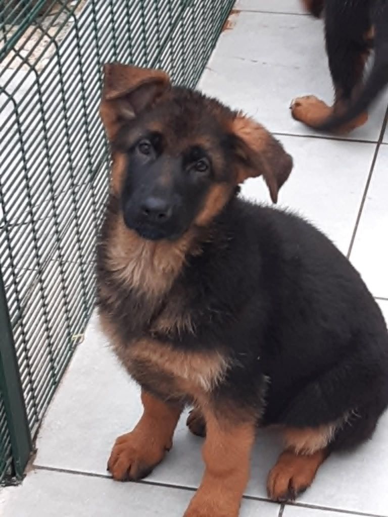 des cascades de lusy - Chiots disponibles - Berger Allemand