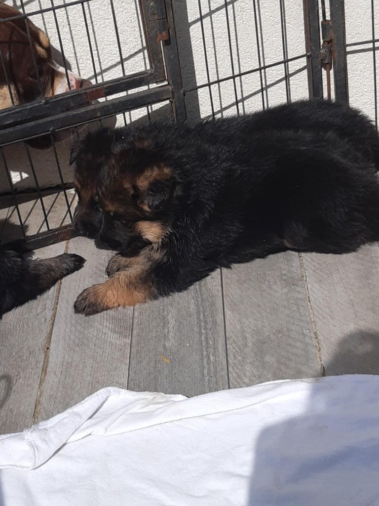 des cascades de lusy - Chiots disponibles - Berger Allemand