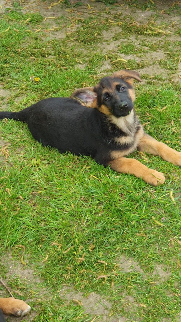 des cascades de lusy - Chiots disponibles - Berger Allemand