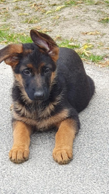 CHIOT 3