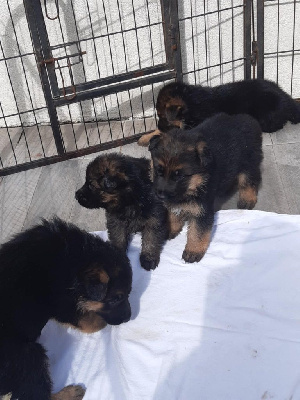 CHIOT