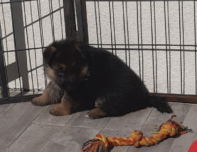 CHIOT