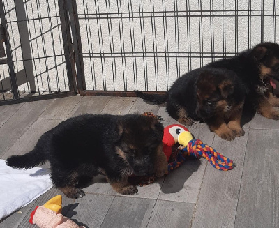 CHIOT