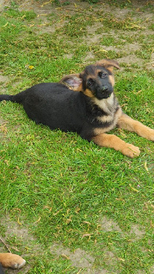 CHIOT 5