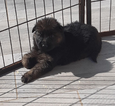 CHIOT