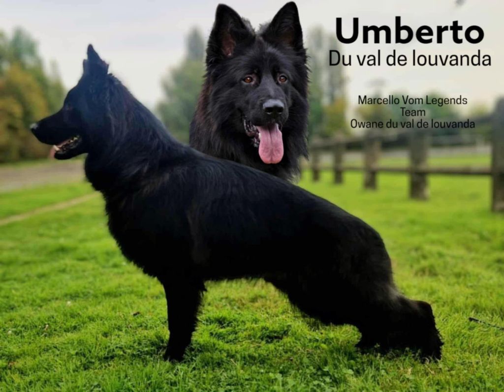 des cascades de lusy - Berger Allemand Poil Long - Portée née le 23/07/2025