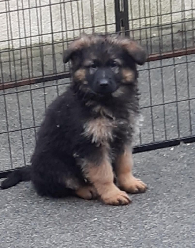 des cascades de lusy - Chiots disponibles - Berger Allemand Poil Long