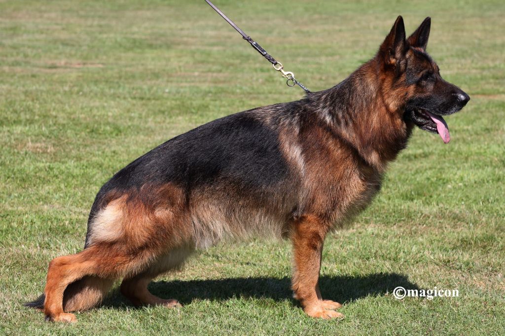 Chiot Berger Allemand des cascades de lusy