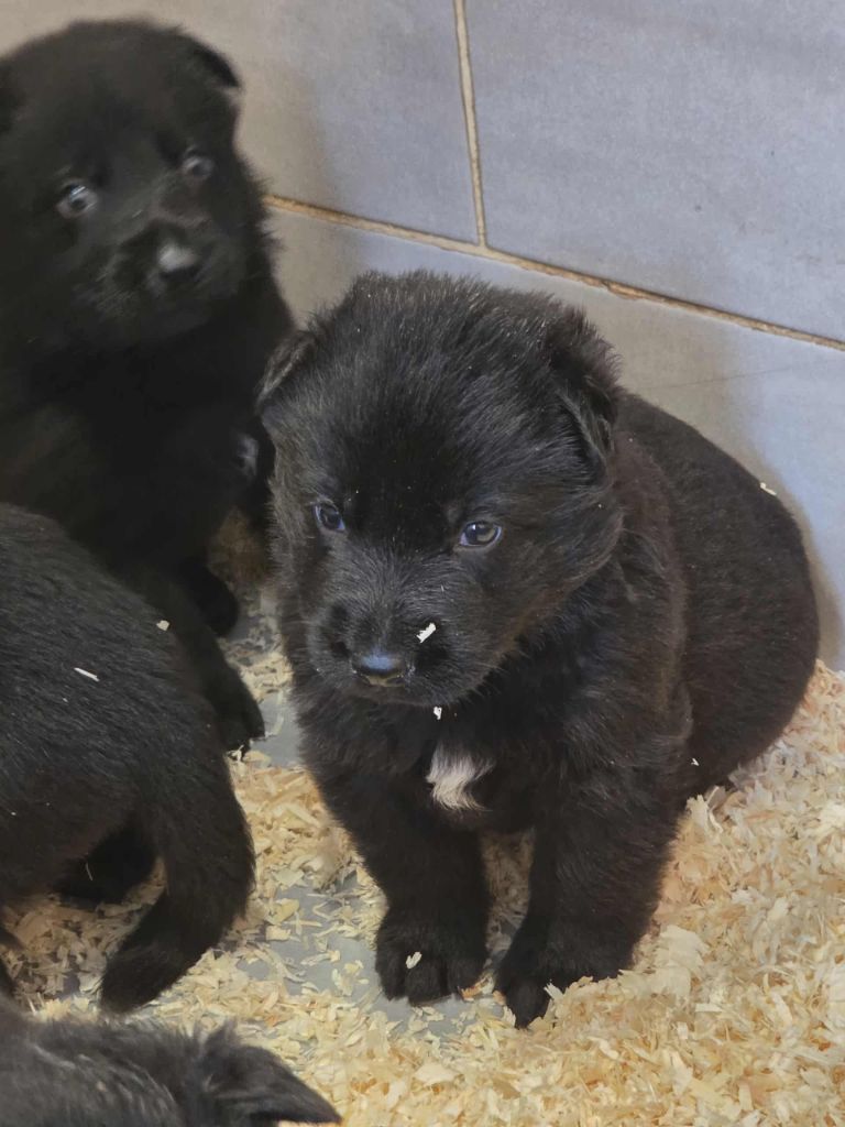 des cascades de lusy - Chiots disponibles - Berger Allemand
