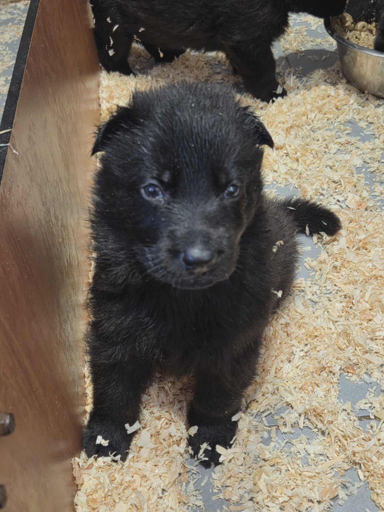 des cascades de lusy - Chiots disponibles - Berger Allemand