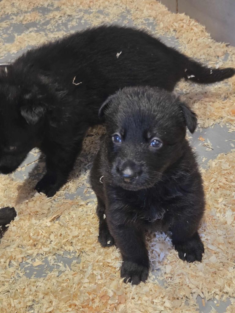 des cascades de lusy - Chiots disponibles - Berger Allemand