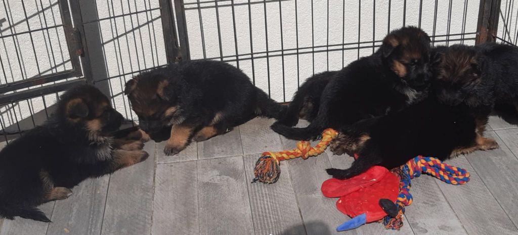 des cascades de lusy - Chiots disponibles - Berger Allemand